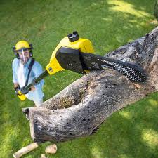 Best Tree Removal Service  in Ranger, TX