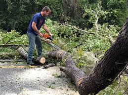 How Our Tree Care Process Works  in  Ranger, TX