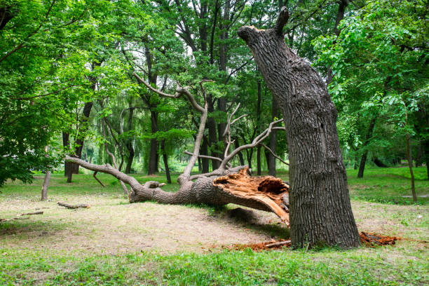 Best Hazardous Tree Removal  in Ranger, TX