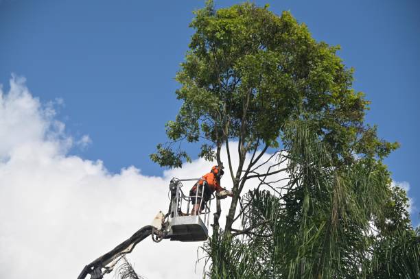 Pest Control for Lawns in Ranger, TX