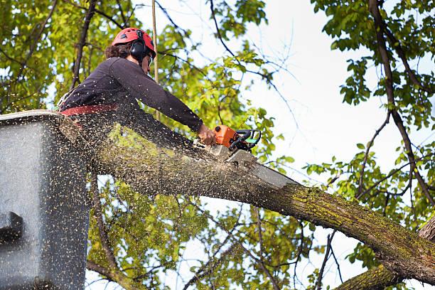 Best Tree and Shrub Care  in Ranger, TX