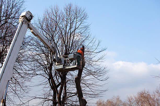 Trusted Ranger, TX Tree Services Experts